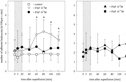 Cerebral microcirculation, brain microcirculation